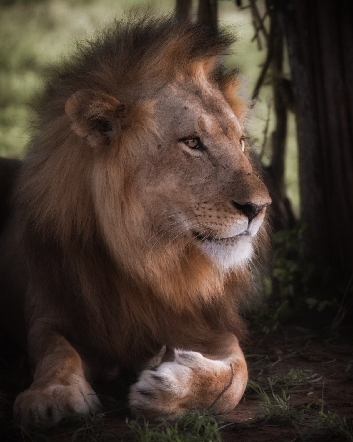 Celebrating the King