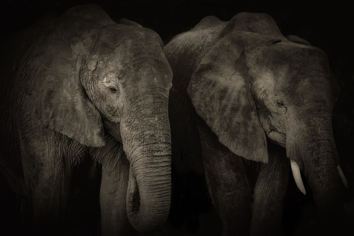 Two elephants