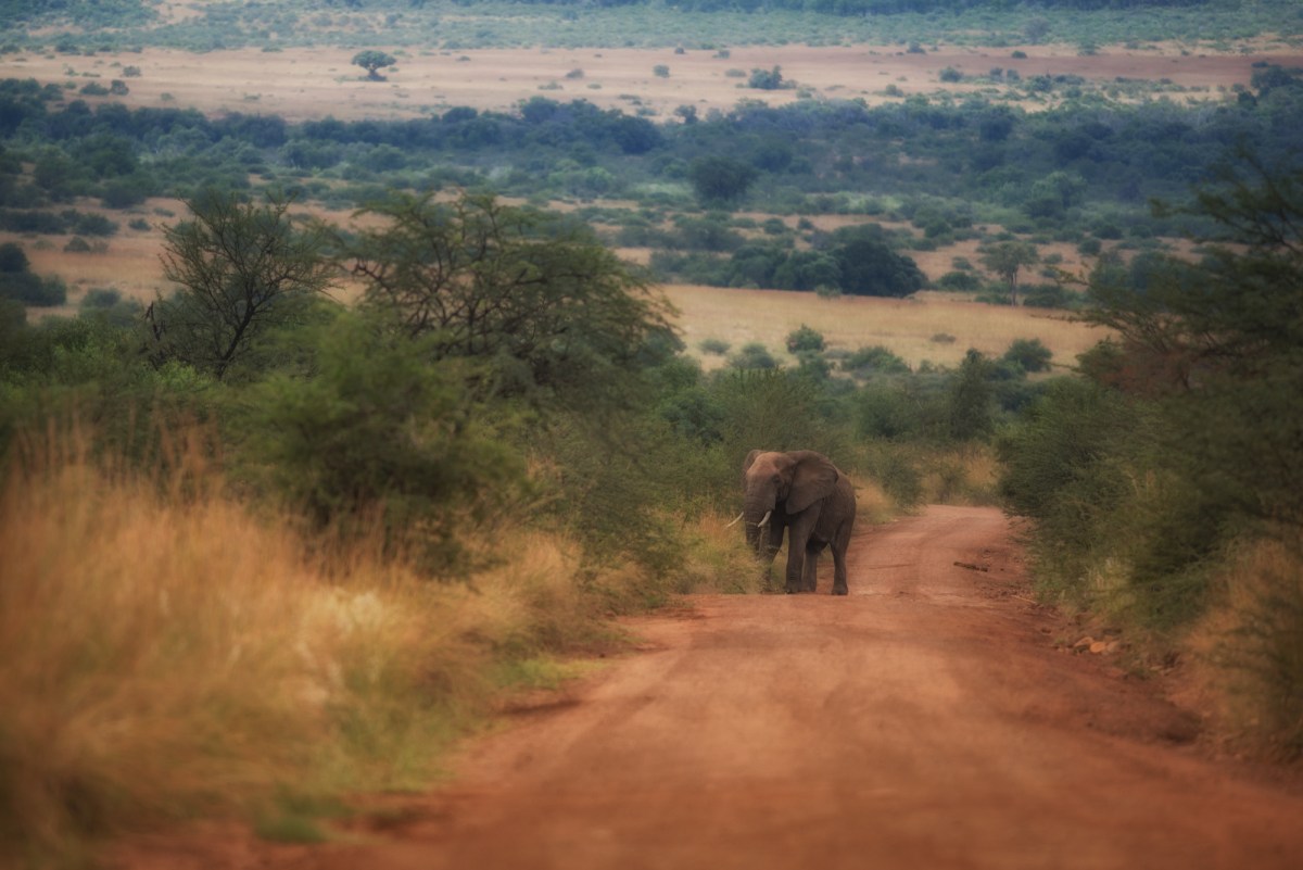 Elephant on the&nbsp;road