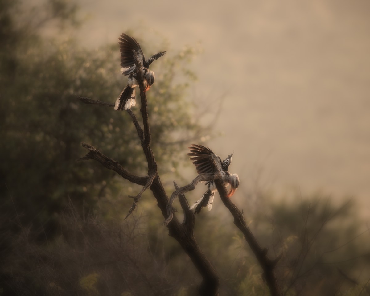 Hornbills at dawn
