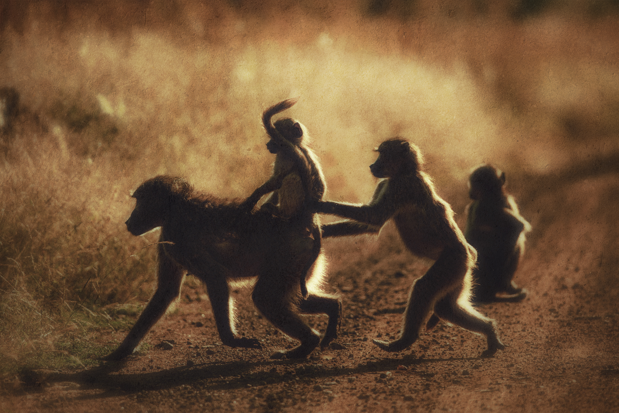 20170409-DSC_4426-bewerkt-2-bewerkt