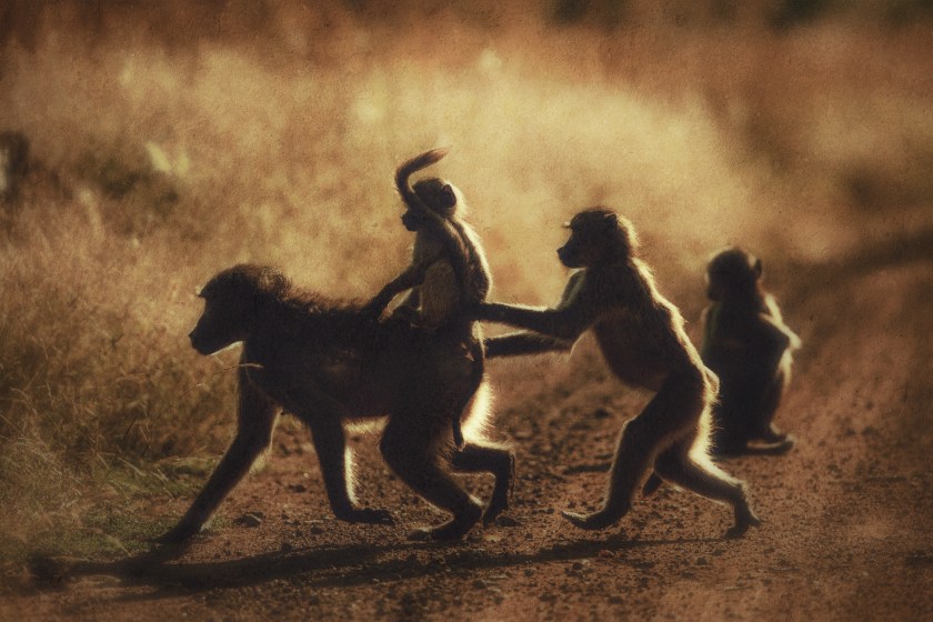 20170409-DSC_4426-bewerkt-2-bewerkt