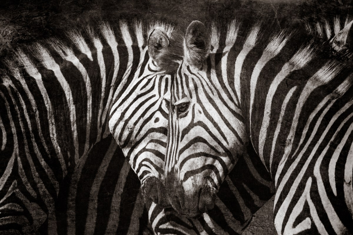 Zebra love
