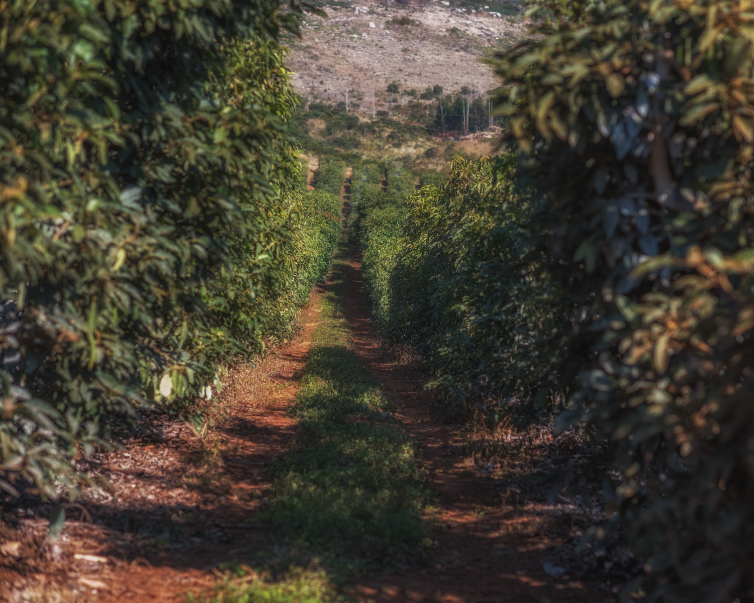 20170607-DSC_5973-bewerkt