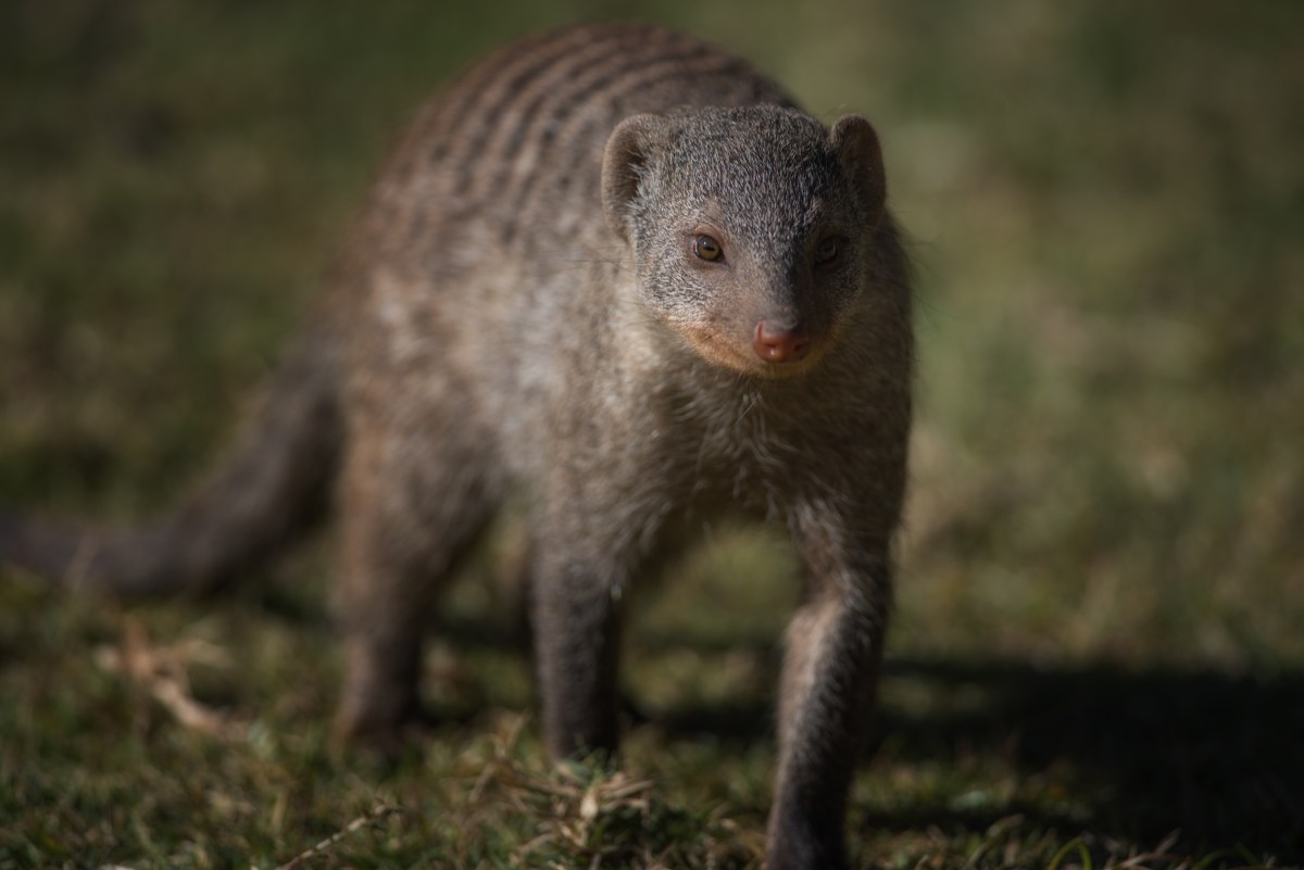 Banded mongoose