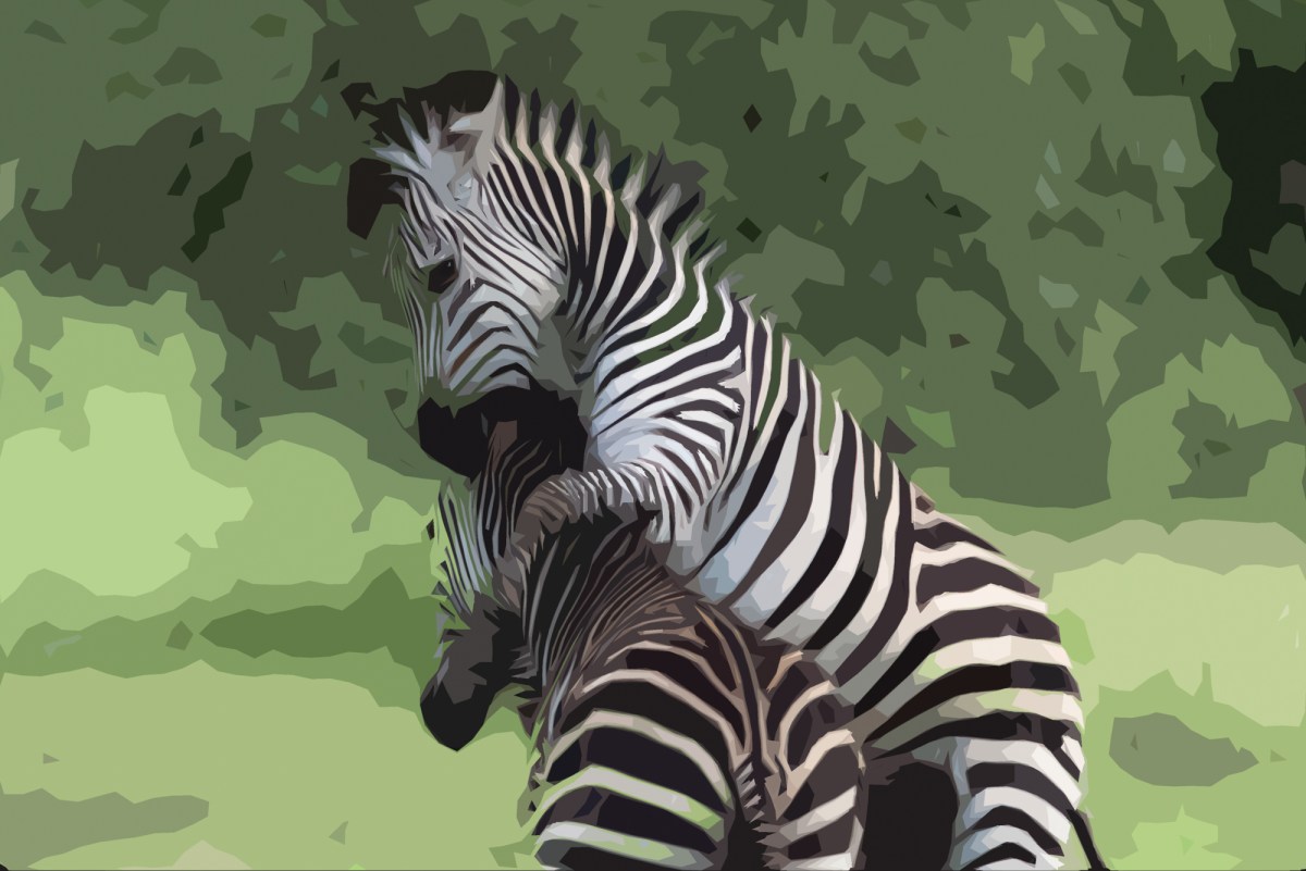 Zebra creation