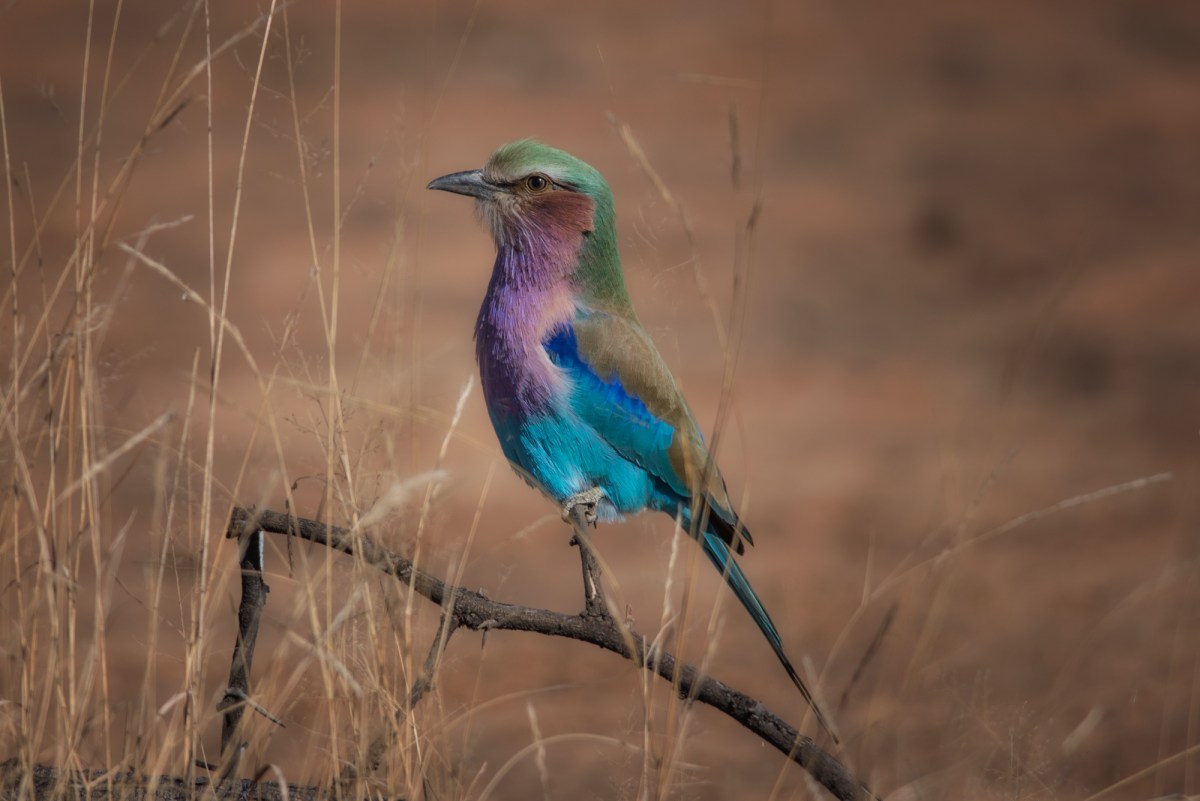 Lilac-breasted roller