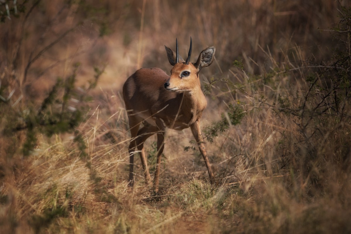 Steenbok