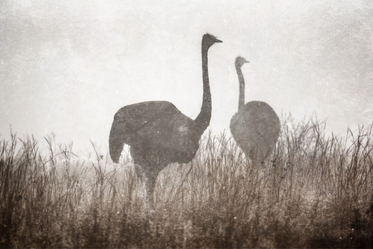 Ostrich in the&nbsp;mist