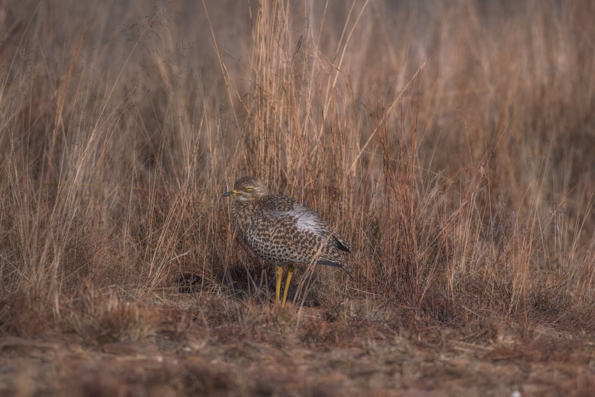Spotted Thick-knee