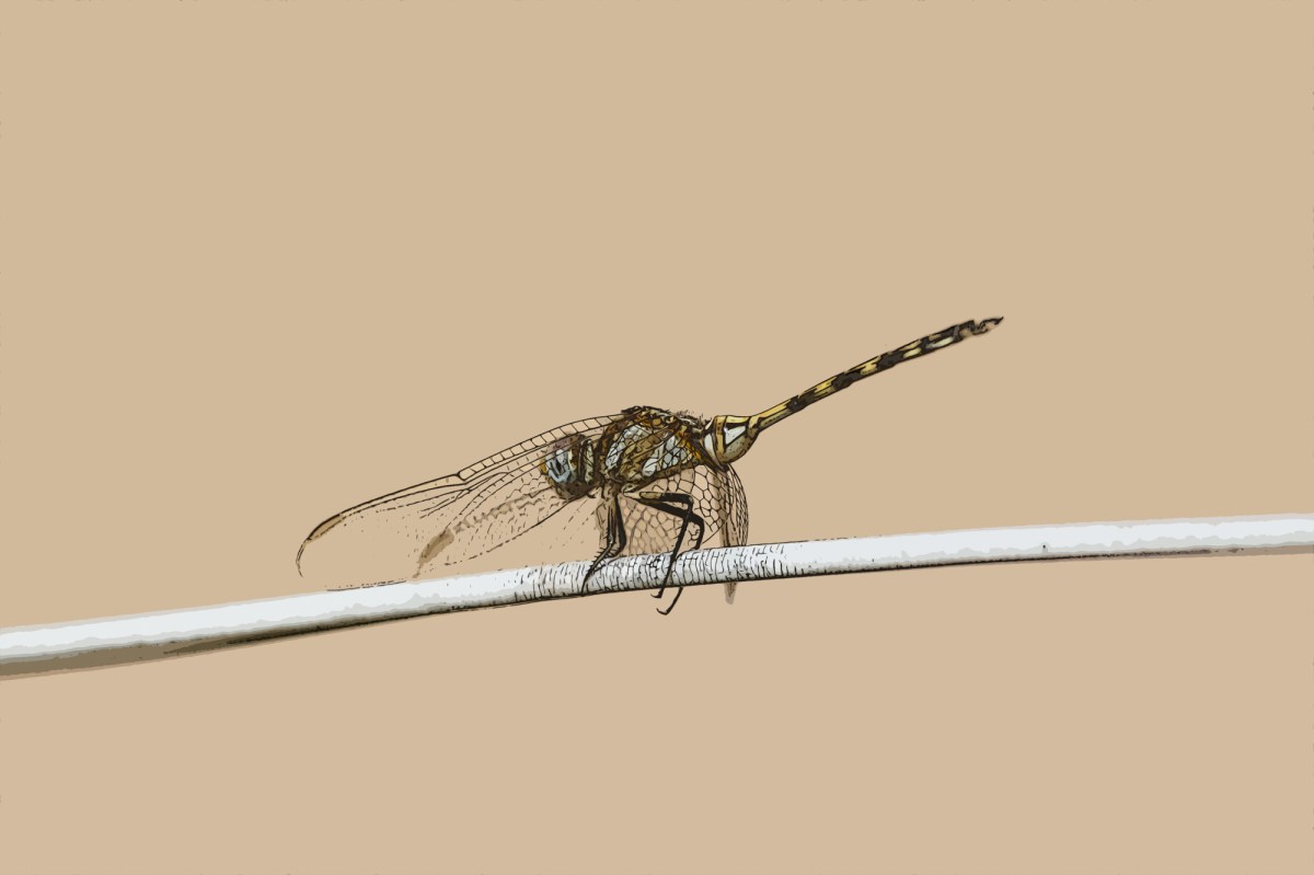 Dragonfly