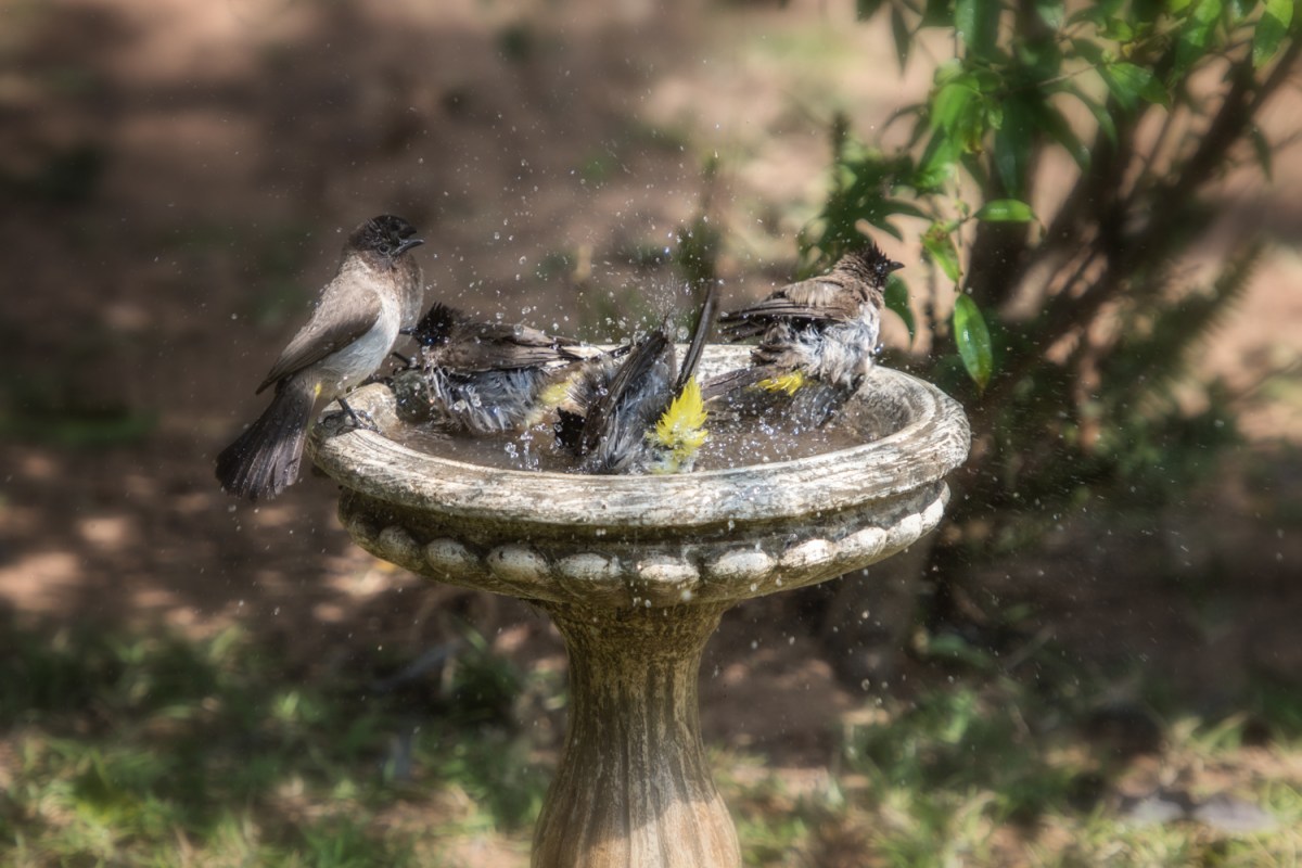 Dark-capped bulbul bath