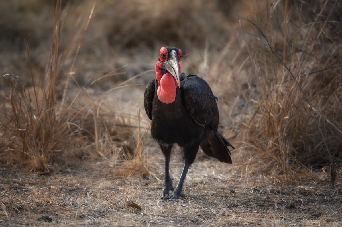 Southern Ground Hornbill