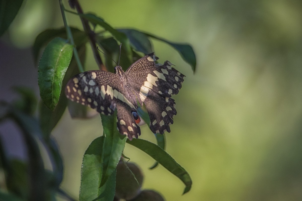 Battered, not broken