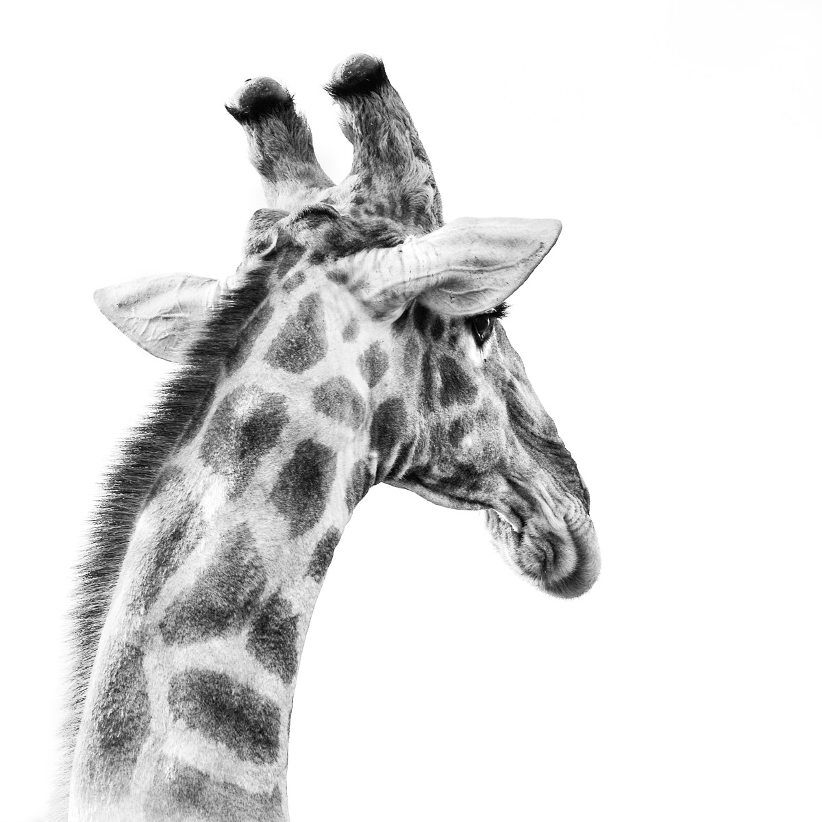 Portrait of a&nbsp;giraffe