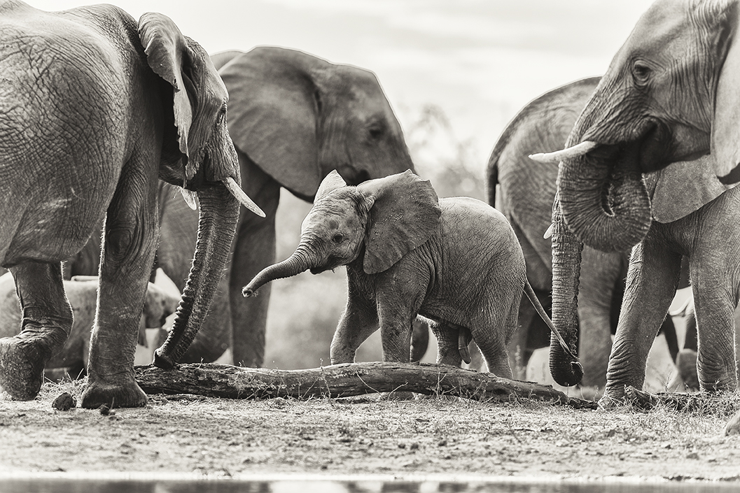 Protective elephants