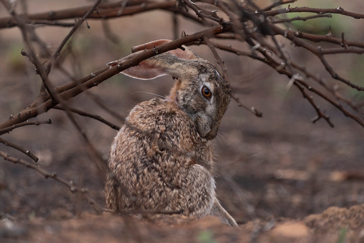 Scrub hare grooming