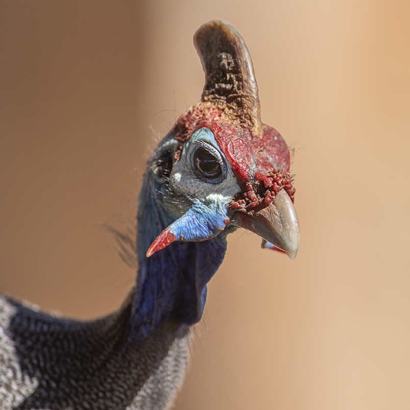 Helmeted guineafowl