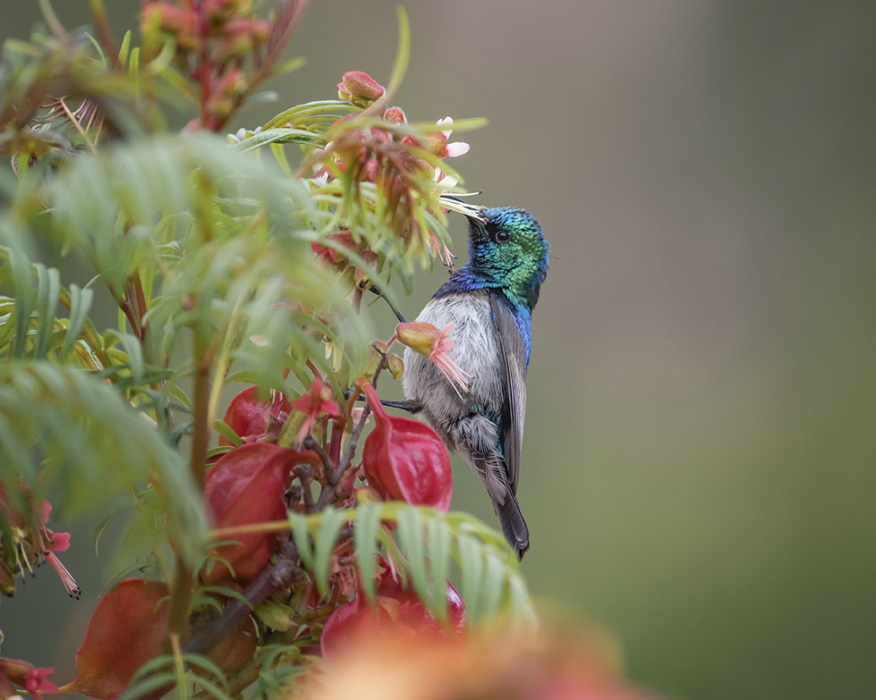 White-bellied sunbird
