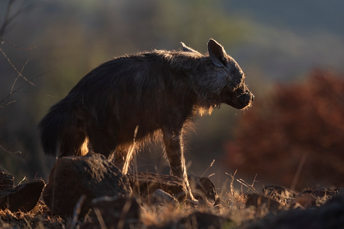 Brown hyena marking its&nbsp;territory