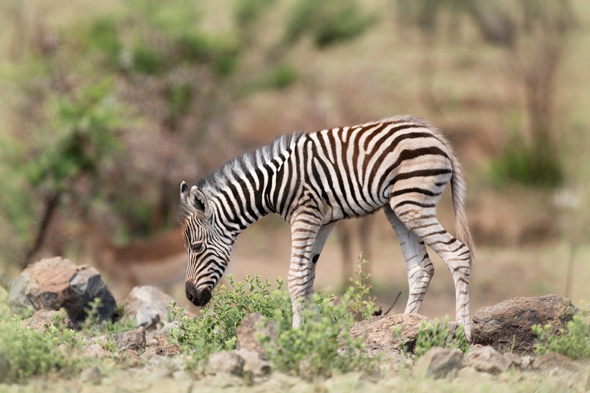 Baby zebra grazing