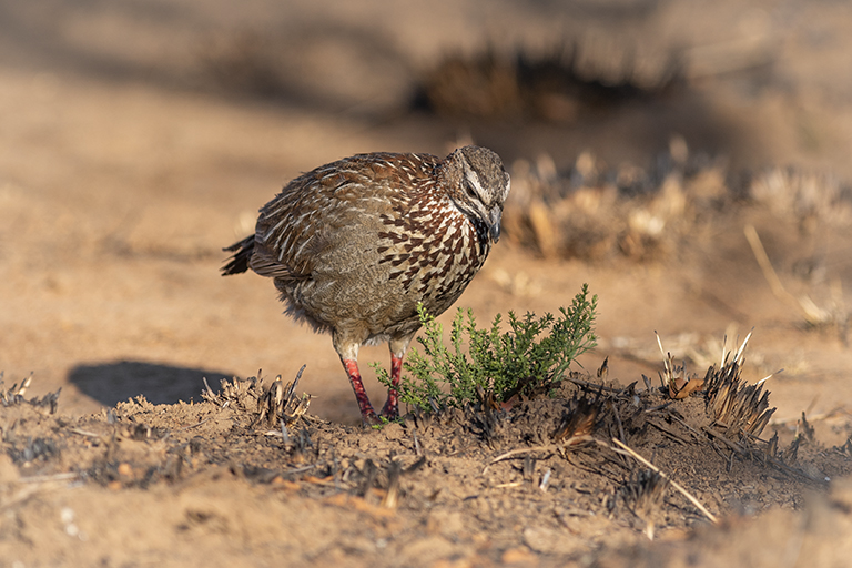 Crested francolin