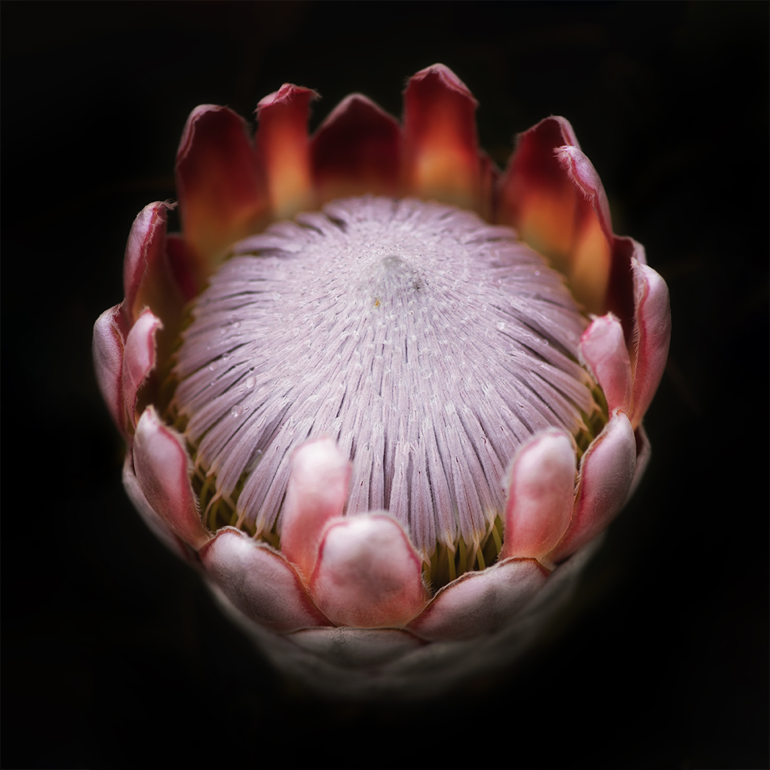 King protea