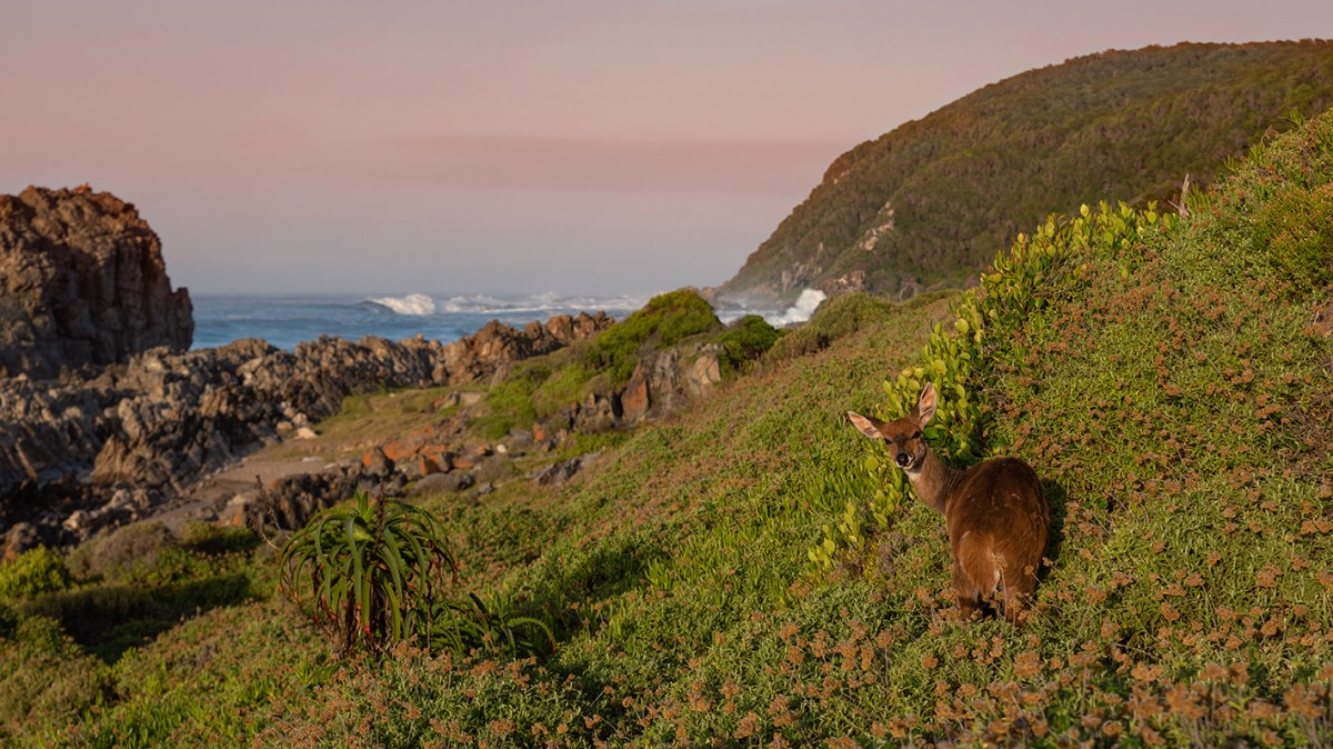 Bushbuck at sea at&nbsp;sunrise