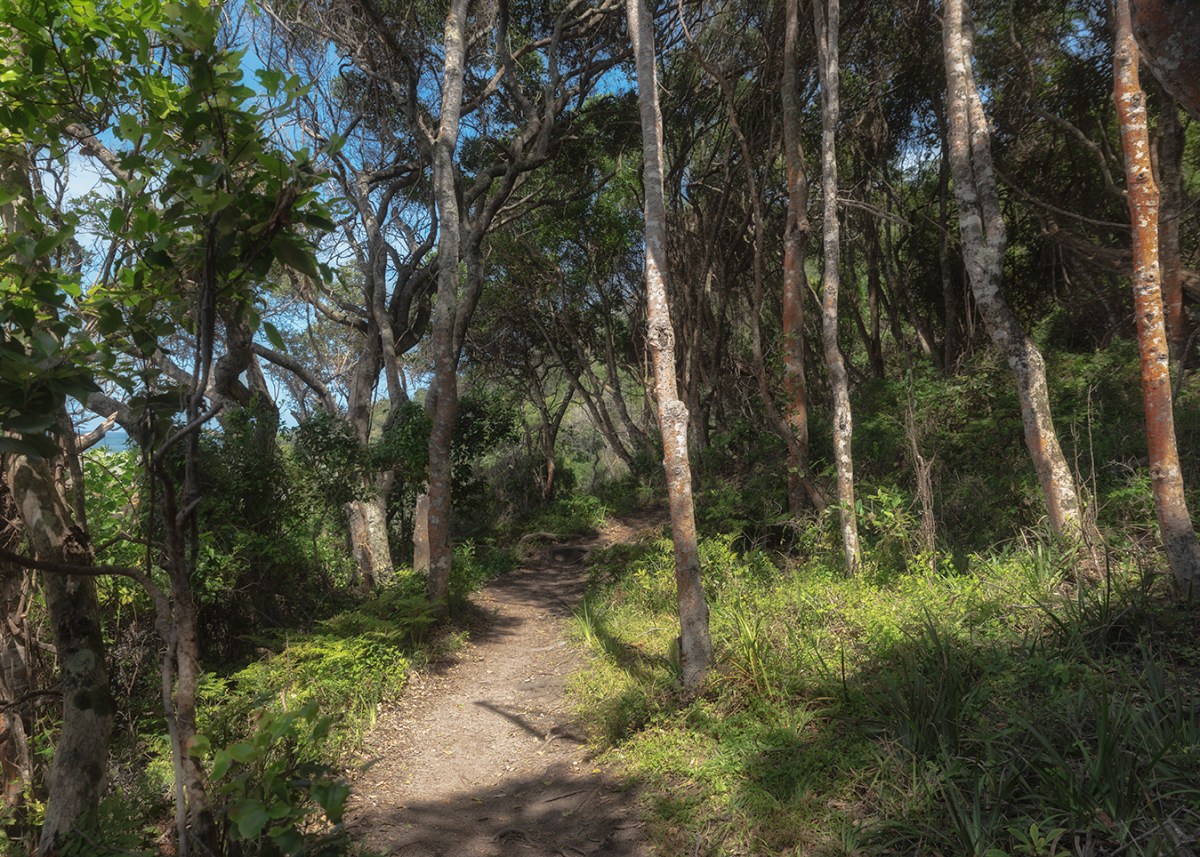 Path through coastal&nbsp;forest