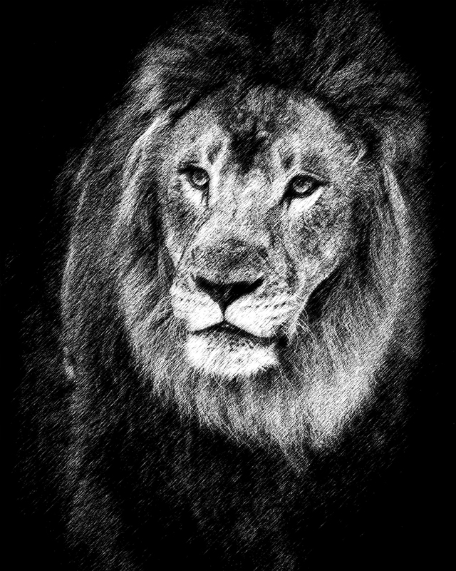 The lion and the&nbsp;optimist