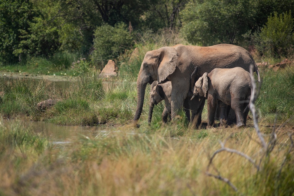 Elephant family drinking