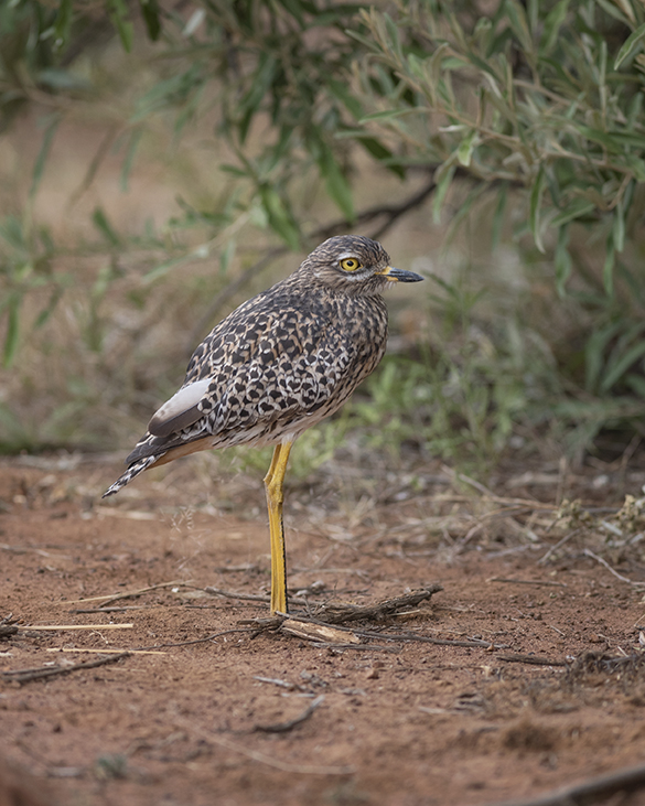 Spotted thick-knee