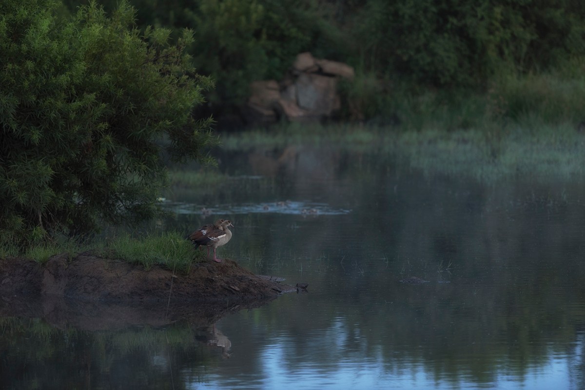 Dawn at the&nbsp;waterhole