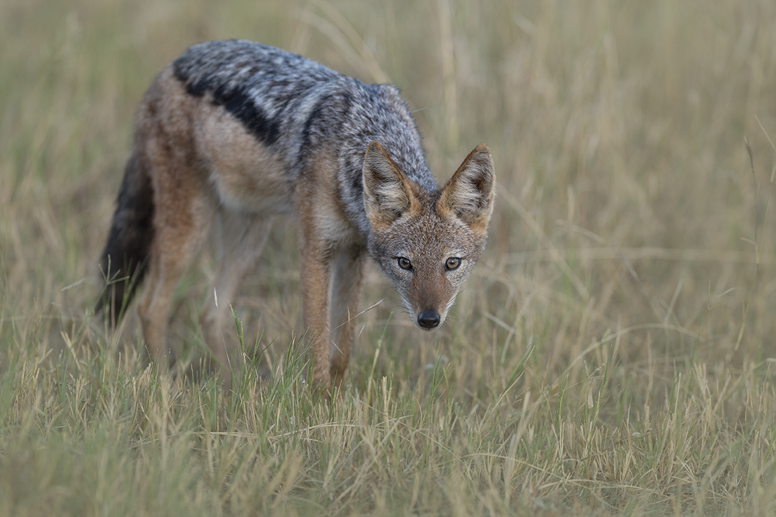 The unpopular jackal