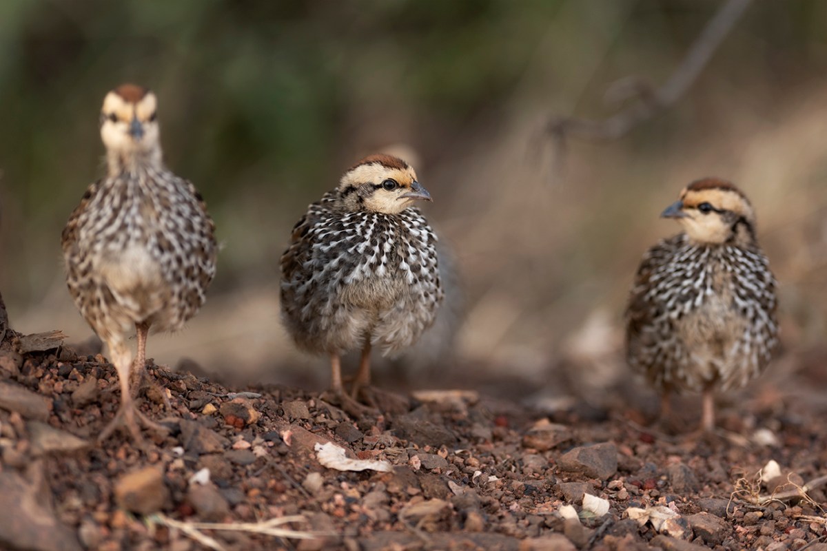 Huey, Dewey, and&nbsp;Louie