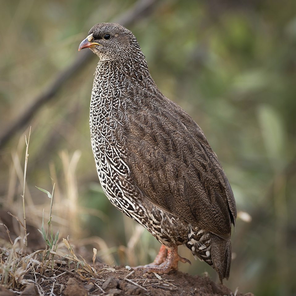 Natal spurfowl