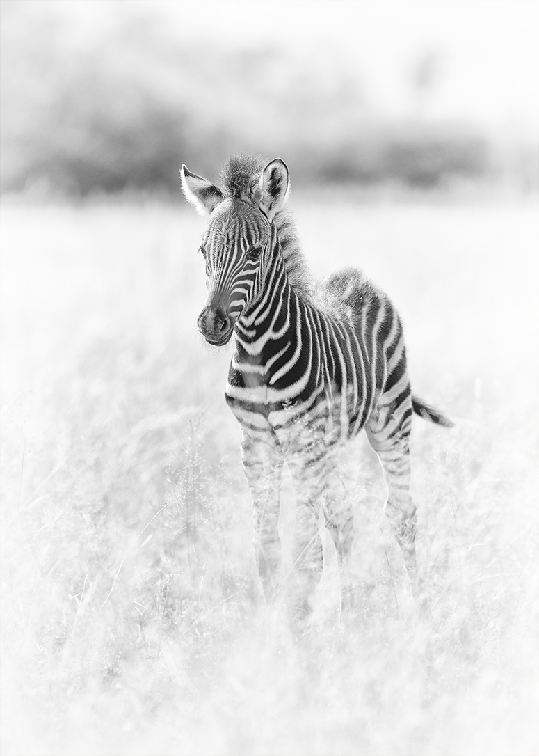 Baby zebra