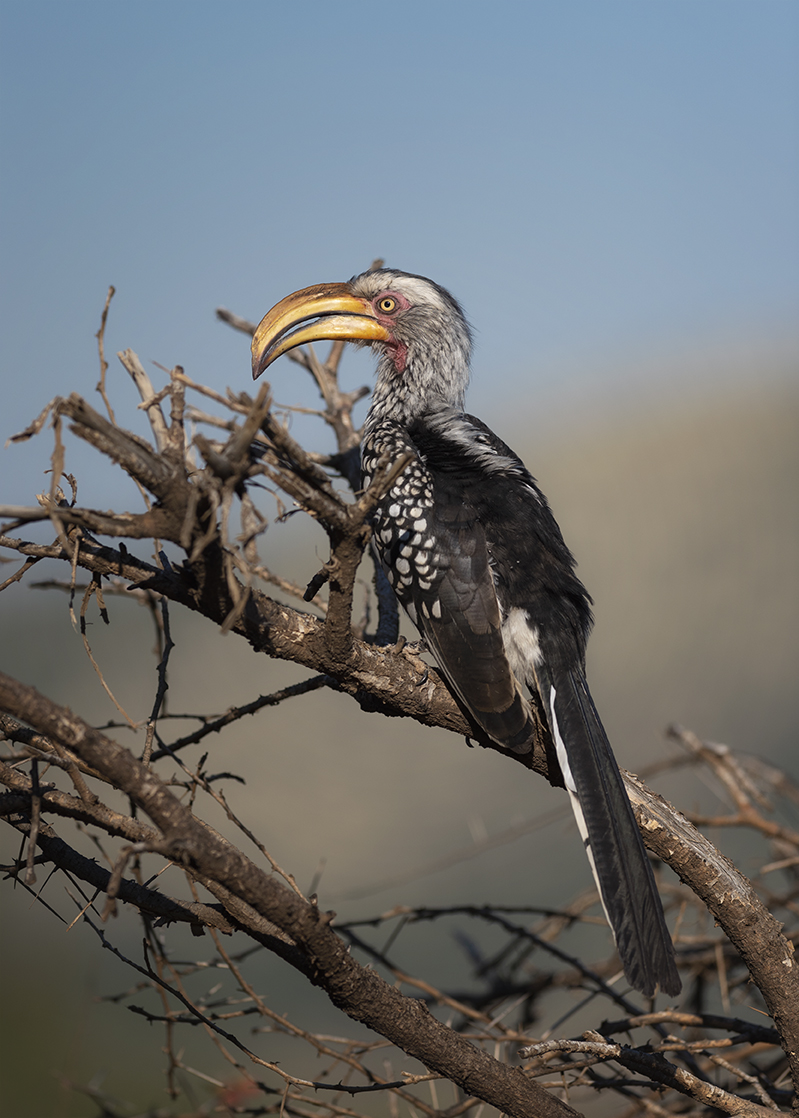 The lovely courtship of the flying&nbsp;banana
