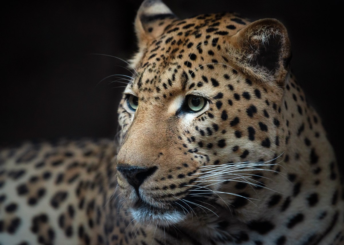 Melancholic leopard