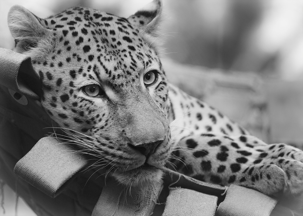 Leopard in a&nbsp;hammock