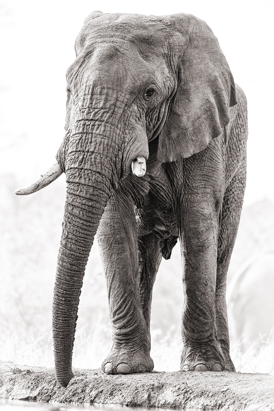 A mighty bull&nbsp;elephant