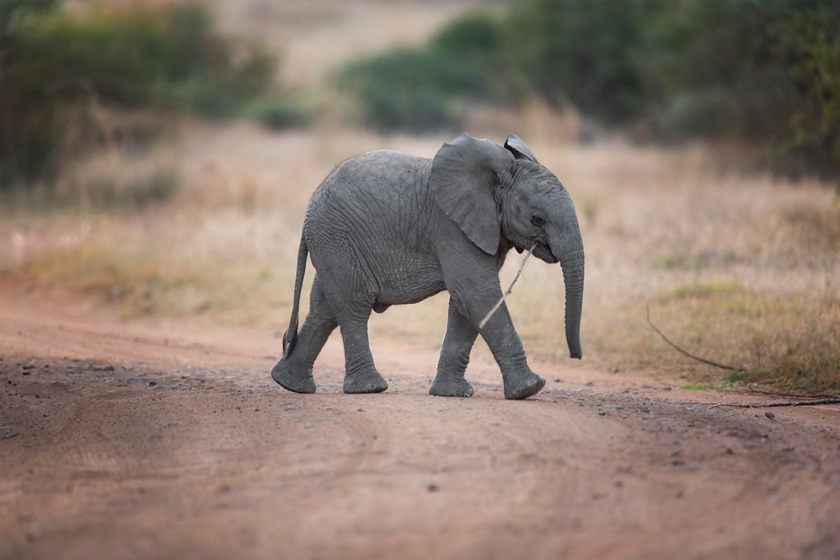 The elephant’s teeth