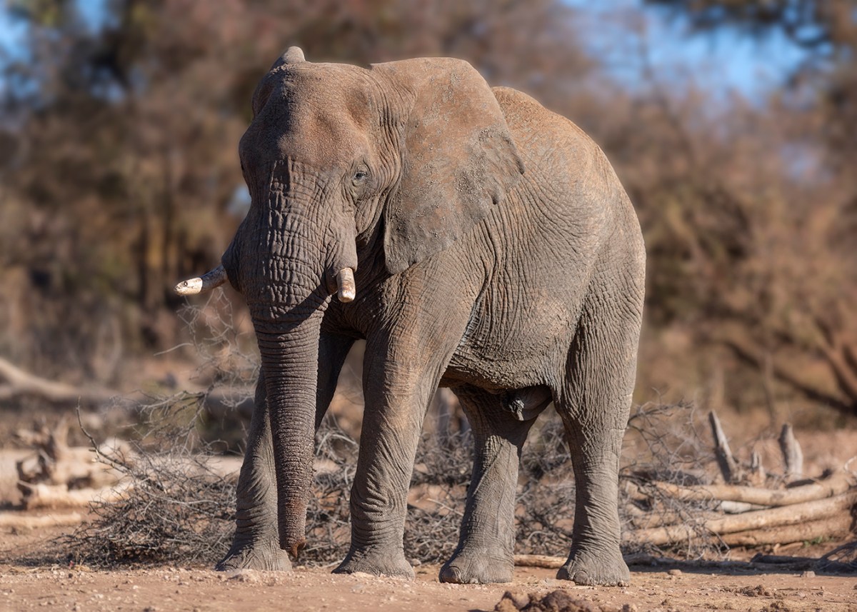 Majestic bull elephant