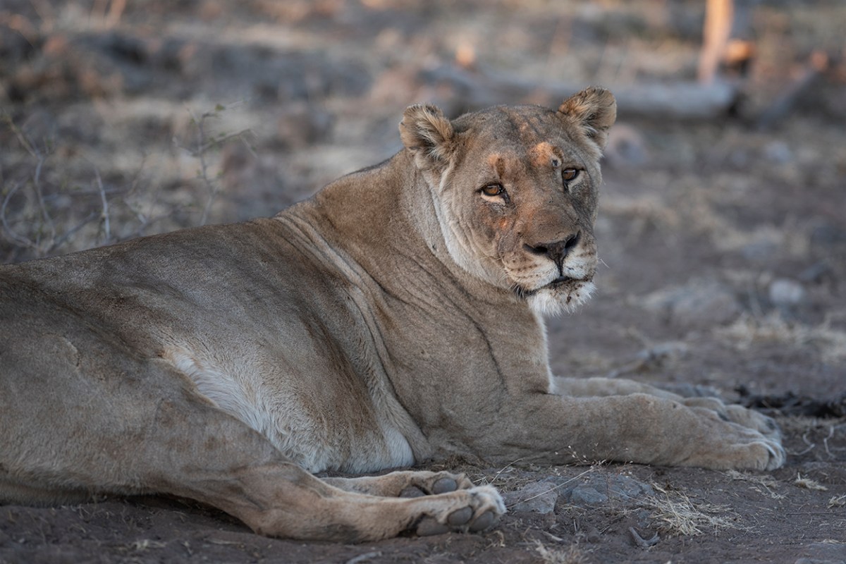 Lioness resting