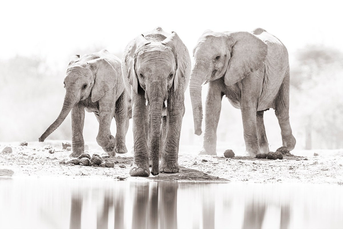 Elephants coming down to&nbsp;drink