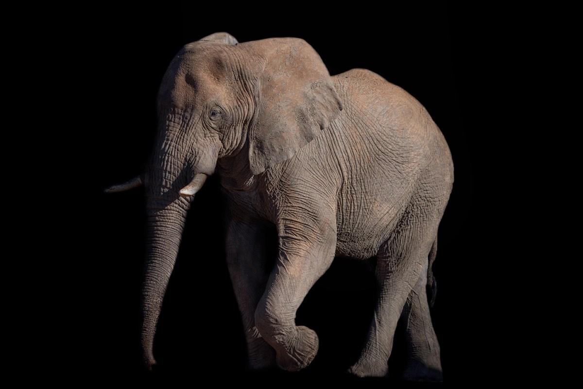 Elephant on black