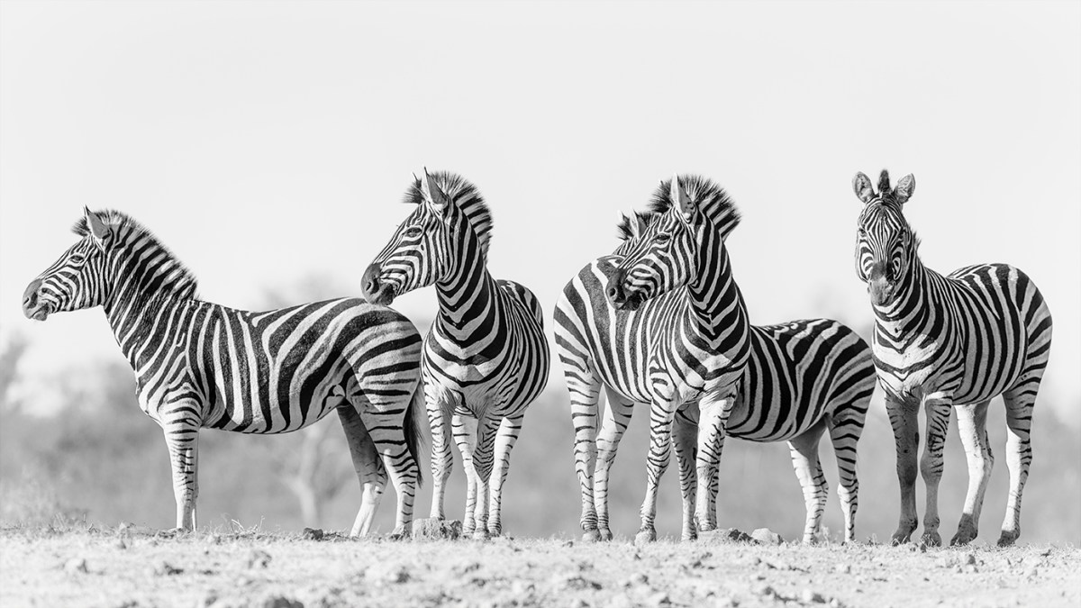 Zebras