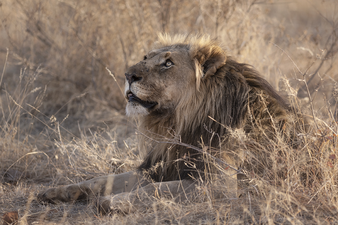 Lion looking up