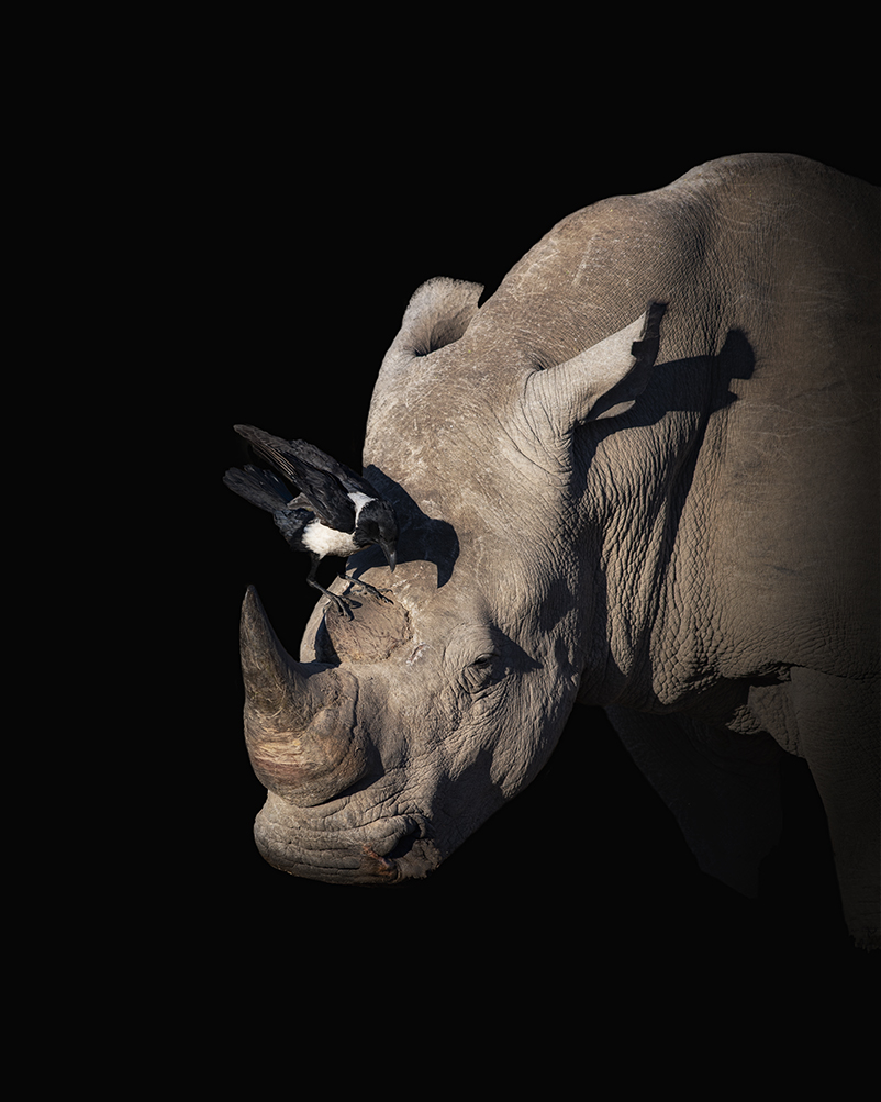 Rhino and pied&nbsp;crow