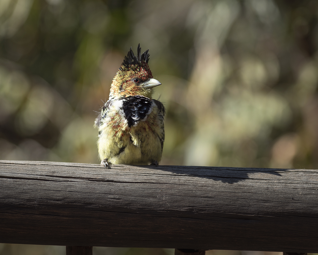 Crested Barbet
